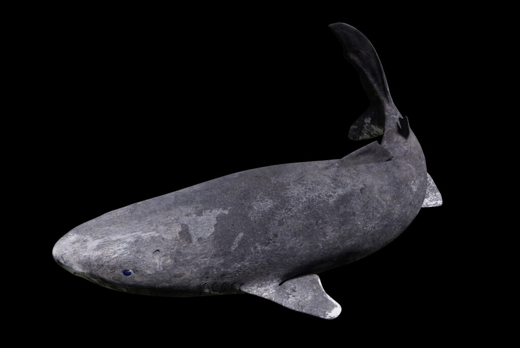 Grönlandhai in tiefschwarzem Wasser