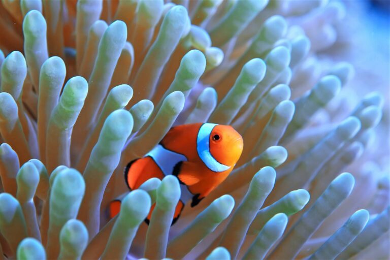 Freundschaft im Riff: Symbiose zwischen Clownfisch und Anemone