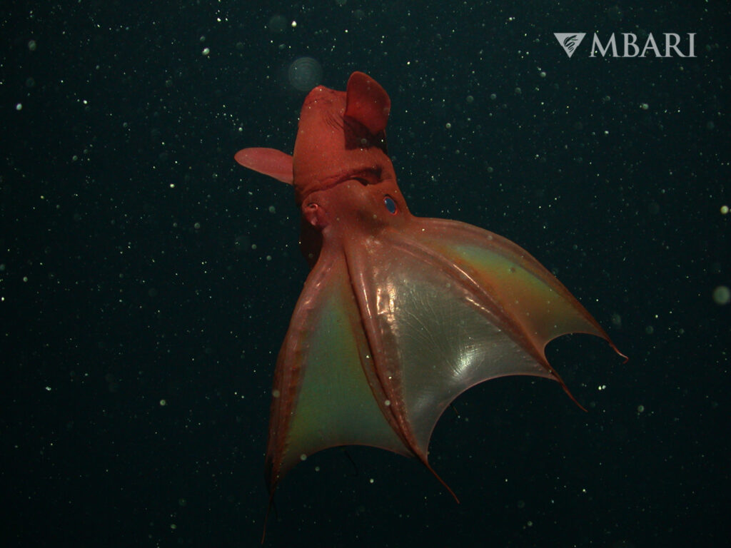 Roter Vampirtintenfisch mit aufgespannten Armen in der Tiefsee