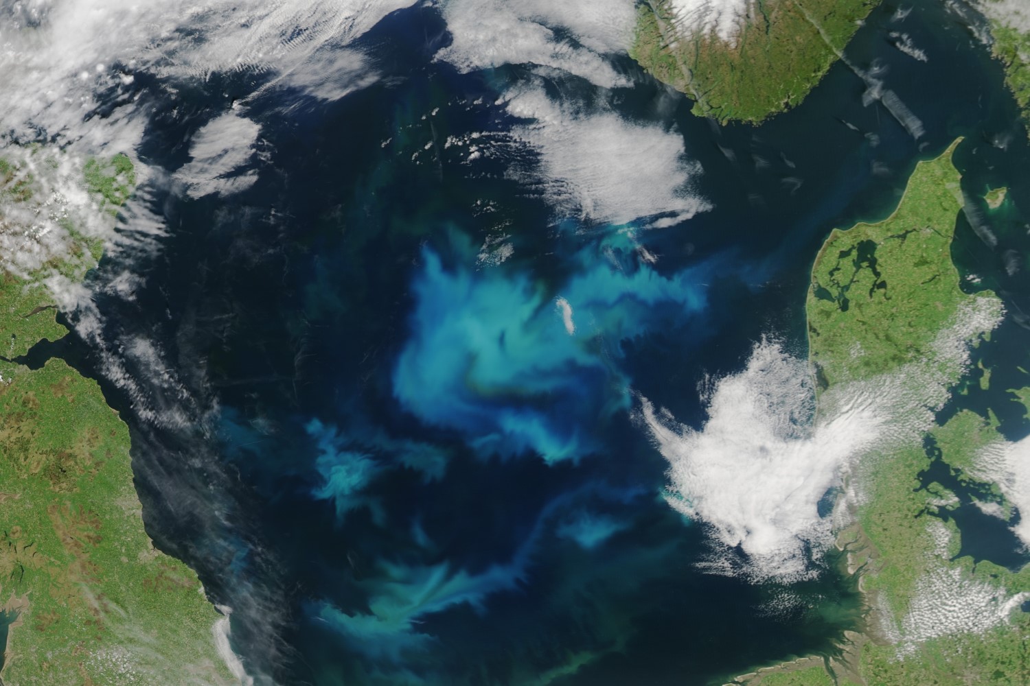 Großflächige Algenblüte in der Nordsee