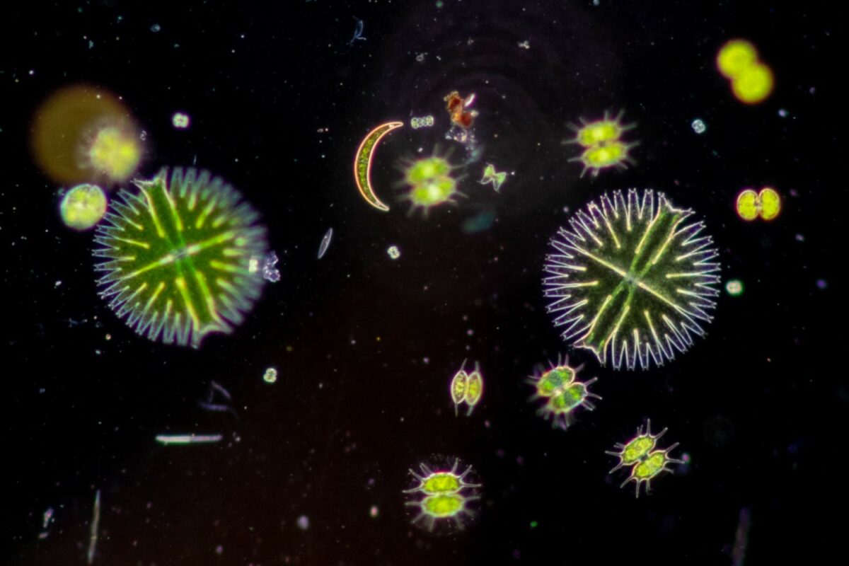 Die Vielseitigkeit des Planktons Meeresblog