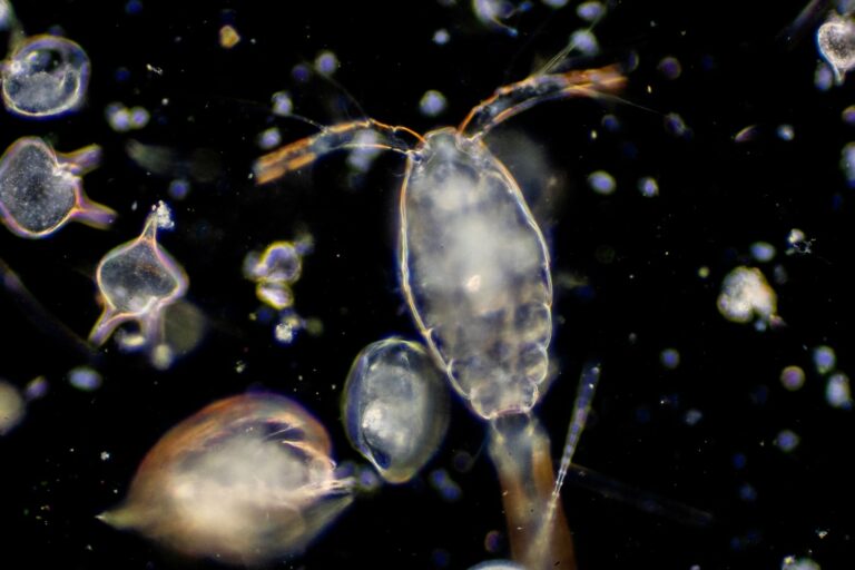 Die Vielseitigkeit des Planktons