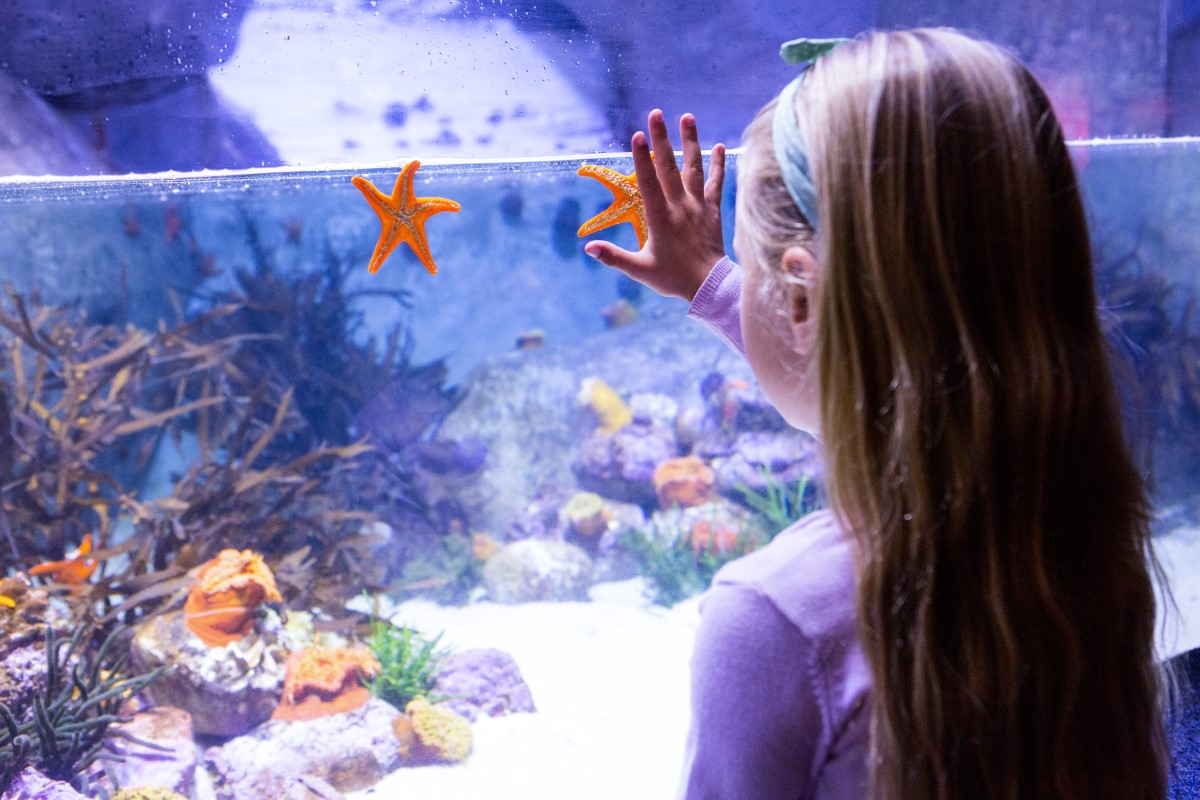 Mädchen hält Hand an Glasscheibe vom Aquarium