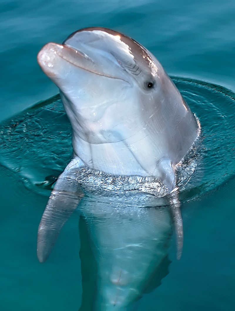 Delfin guckt aus der Wasseroberfläche