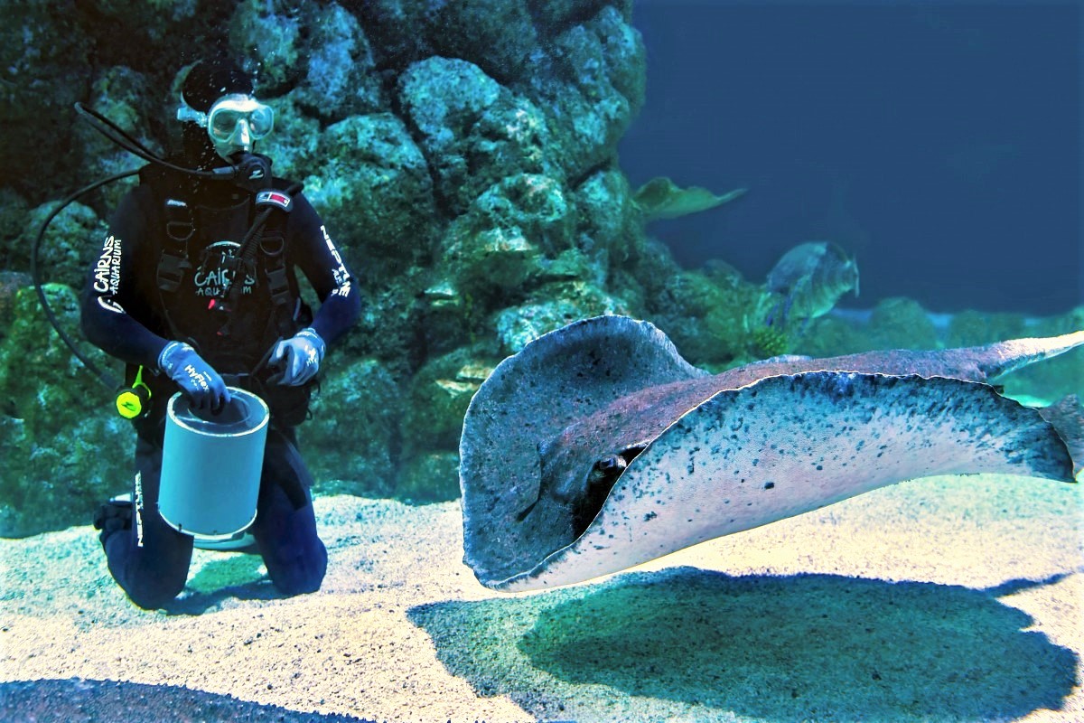 Tierpfleger in der Aquaristik füttert Rochen