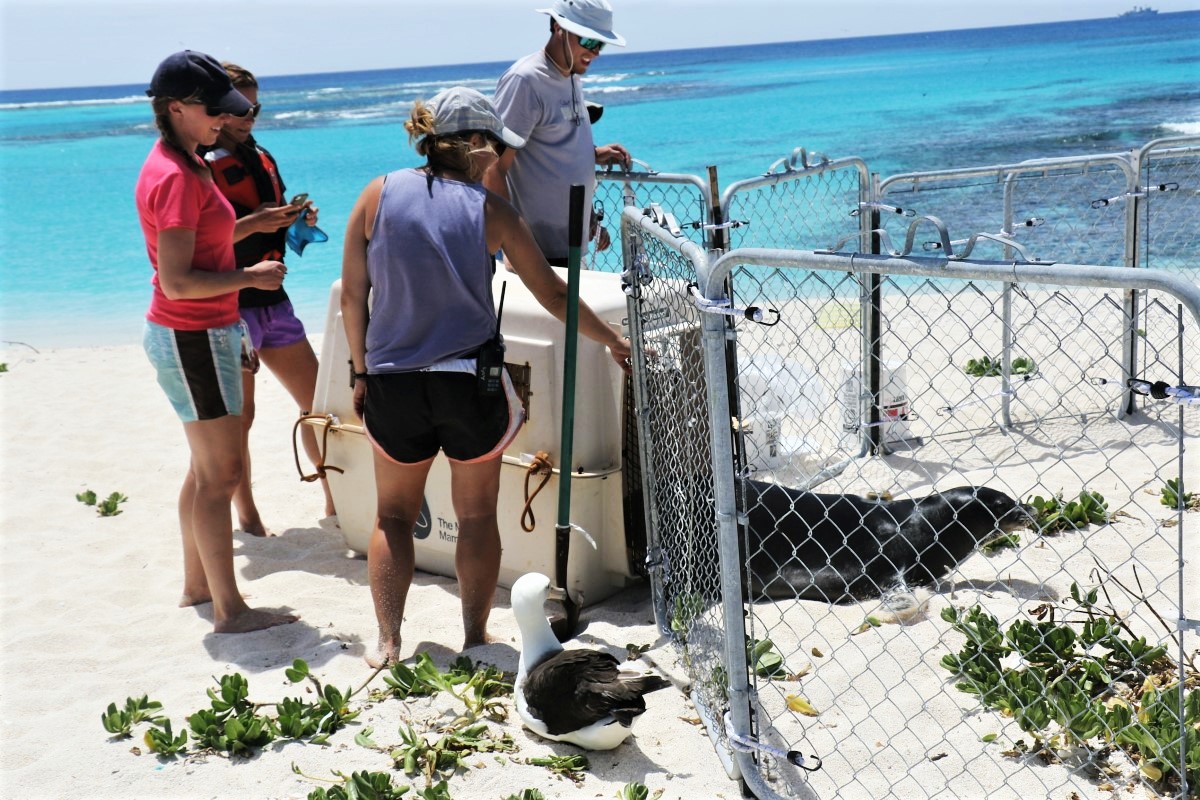 Gruppe Meeresbiologen am Strand, die Robbe in die Natur rehabilitieren