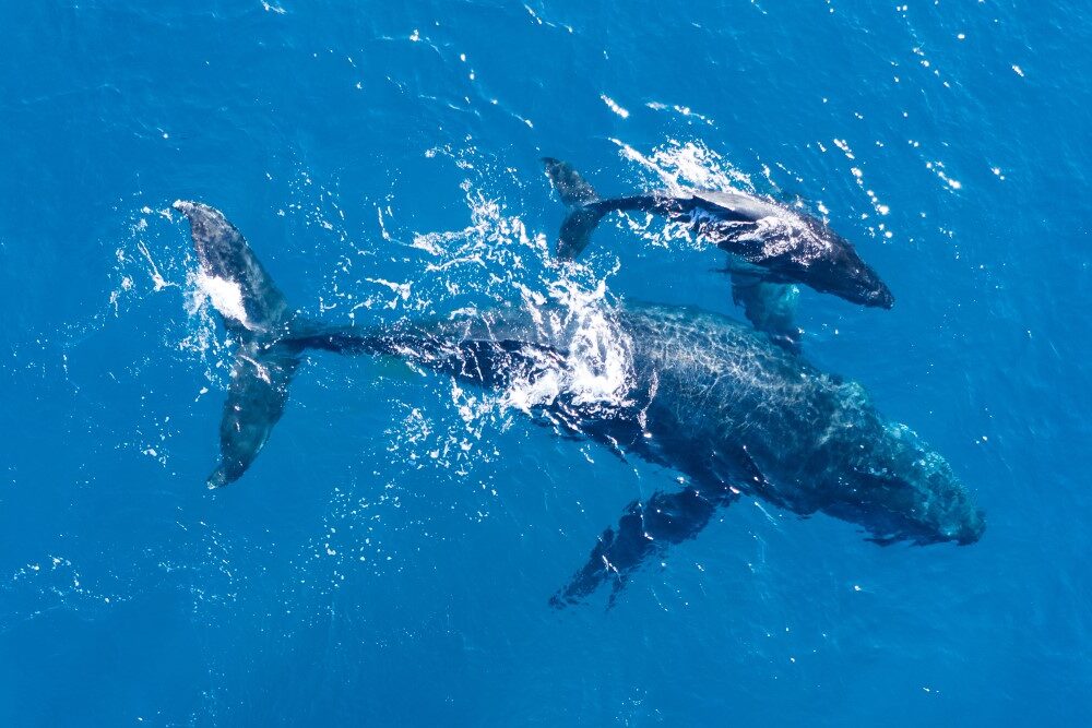 Buckelwal mit Kalb im offenen Ozean vor Hawaii